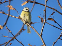 Cyanistes caeruleus
