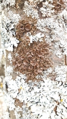 Melanohalea septentrionalis