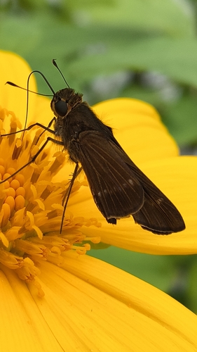 Purple-washed Skipper
