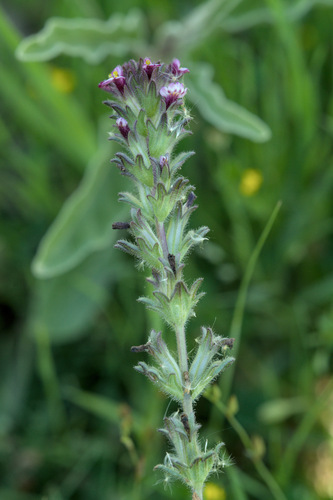Broadleaf Glandweed