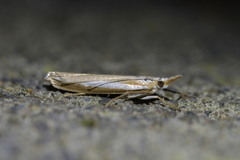 Orocrambus vittellus