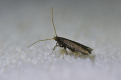 Lecithocera micromela