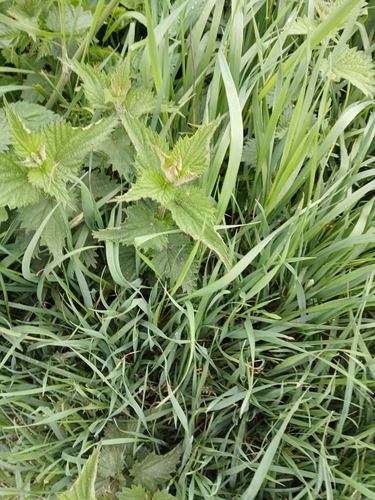 great stinging nettle