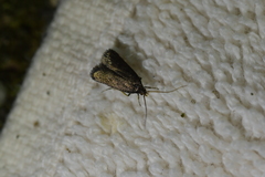 Lecithocera micromela