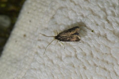 Lecithocera micromela