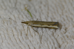 Orocrambus flexuosellus