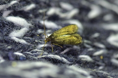 Lecithocera micromela