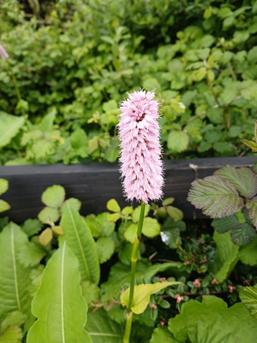 common bistort