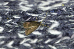 Lecithocera micromela