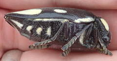 Sternocera orissa orissa