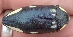 Sternocera orissa orissa