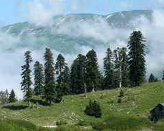 Abies nordmanniana