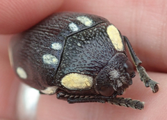 Sternocera orissa orissa