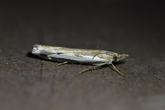 Orocrambus flexuosellus