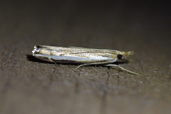 Orocrambus flexuosellus