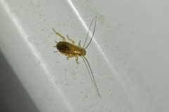 Blattoidae