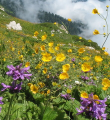 Potentilla pimpinelloides