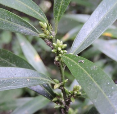 Sarcococca saligna