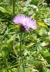 Psephellus caucasicus