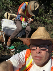 Euphydryas chalcedona