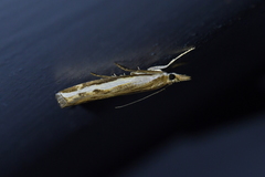 Orocrambus flexuosellus