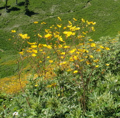 Potentilla pimpinelloides