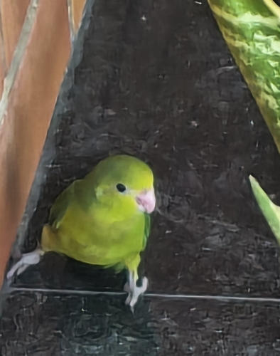 Cobalt-rumped Parrotlet