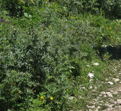 Cirsium rhizocephalum