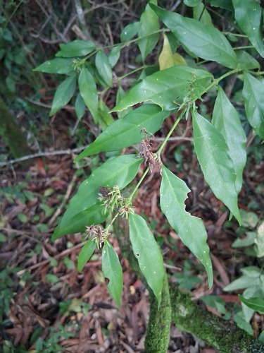 Justicia brasiliana