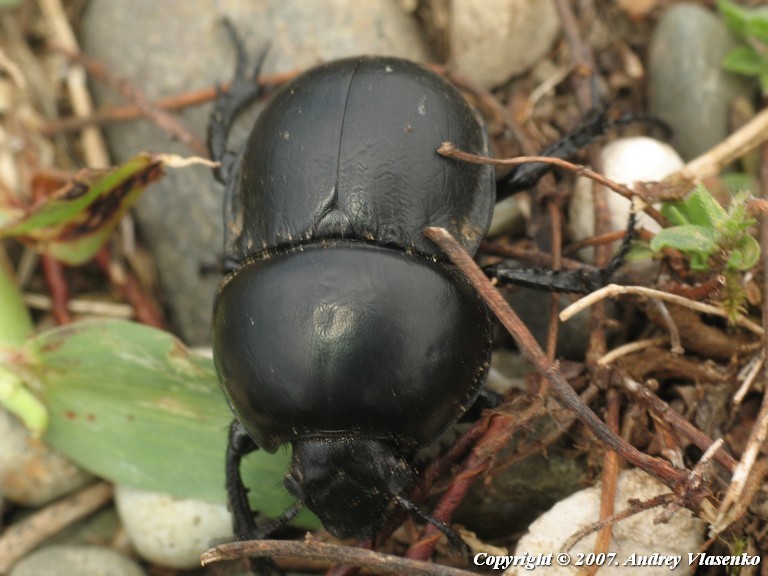 Trypocopris inermis