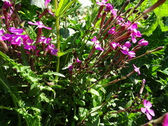 Silene pseudoatocion