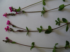 Silene pseudoatocion