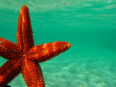 Uniophora granifera