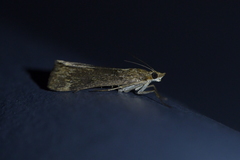 Achyra affinitalis
