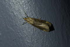 Achyra affinitalis