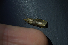 Achyra affinitalis