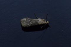 Achyra affinitalis