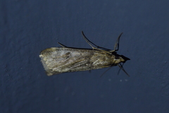 Achyra affinitalis