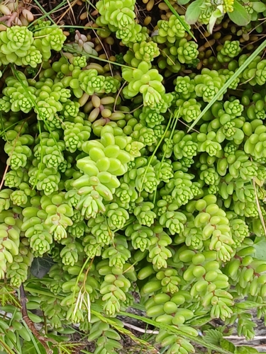 white stonecrop