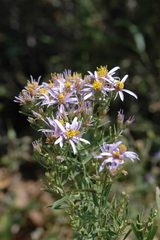 Galatella coriacea