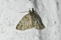 Microdes quadristrigata