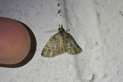 Microdes quadristrigata