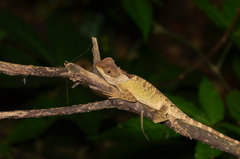 Acanthosaura lepidogaster