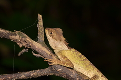 Acanthosaura lepidogaster