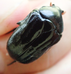 Oplostomus fuligineus