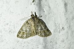 Microdes quadristrigata