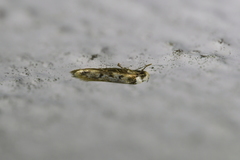 Endrosis sarcitrella