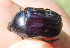 Oplostomus fuligineus