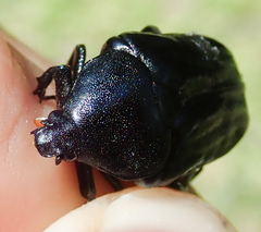 Oplostomus fuligineus