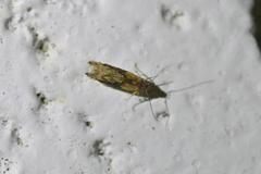 Circoxena ditrocha